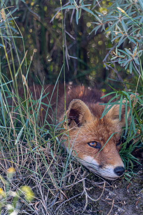 Relaxing Red Fox