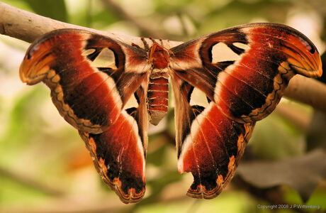 Atlas vlinder (Attacus Atlas)