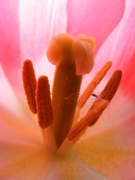 zachte kleuren van een tulp