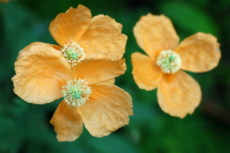 Oranje Schijnpapaver