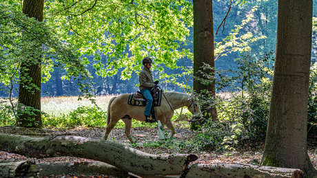 Ruiter door het bos