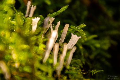 white mushroom ?