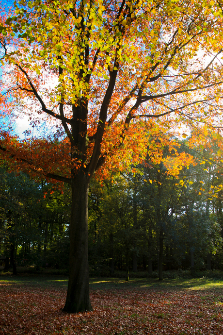 Herfstkleuren