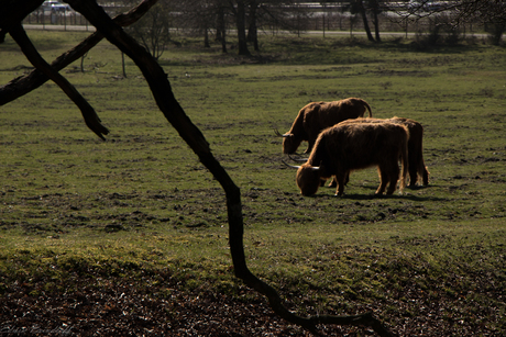 Spying on Scottisch Highlanders