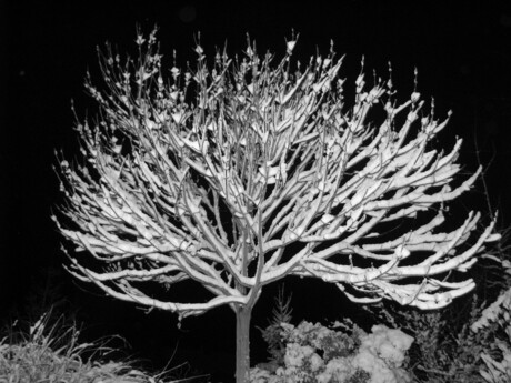 Snow-Tree by Night
