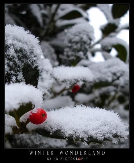 HB Winter Wonderland