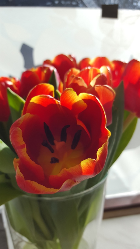 Tulpen