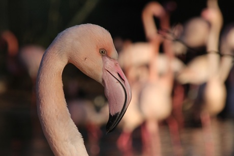 Portret van een flamingo