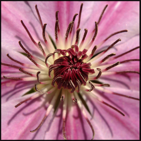 Pink Flower