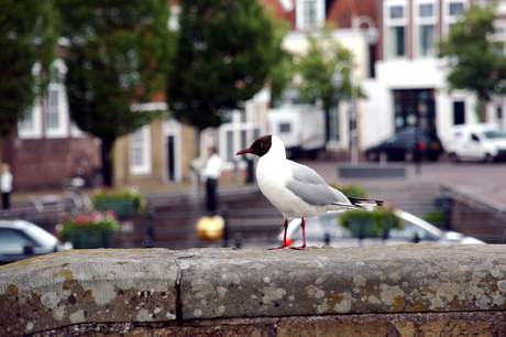 The Horn of Plenty and the Seagull