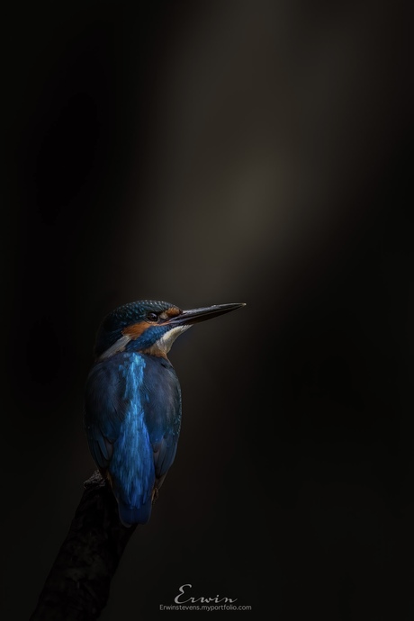 ijsvogel in de spotlight