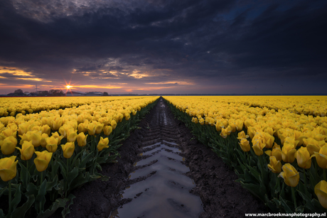 Tulpen Flevoland