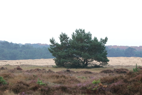 Zandverstuiving Hoge Veluwe 