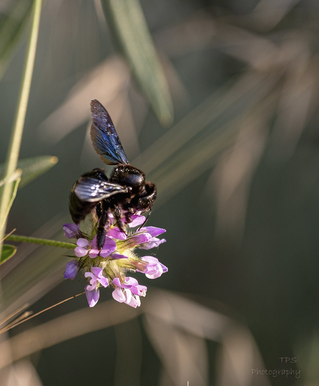 Blauwzwarte houtbij