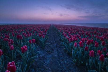 Eerste tulpenveld in de mist