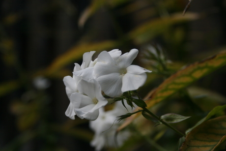 Herfstbloemetjes