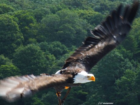 In vogelvlucht