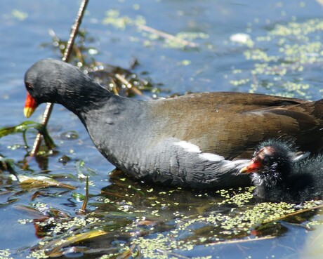 100e upload piep jong met waterhoen moeder