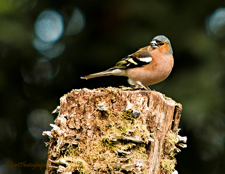 Appelvink