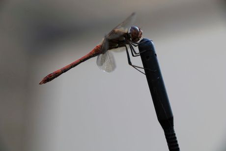 Libelle meeliften op autoantenne