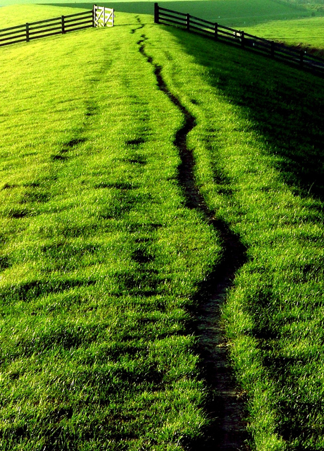 Green Delight