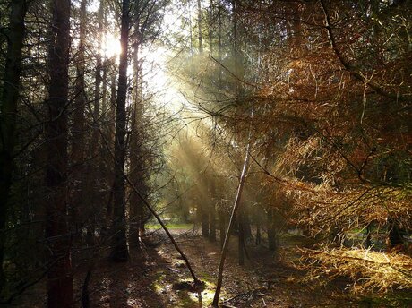 herfstzonnetje