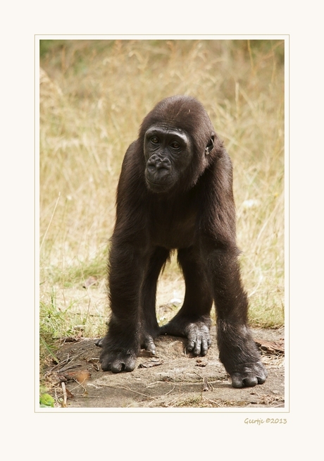 Jonge Gorilla