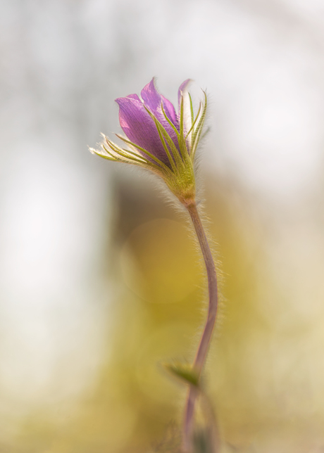 Pulsatilla