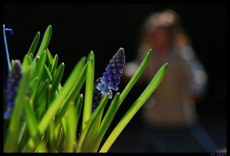 blauwe druifjes in de tuin