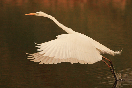 Grote Zilverreiger