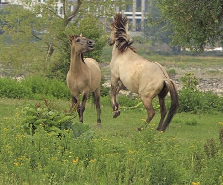 vechtende paardjes