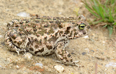 Bufo Calamita (Rugstreeppad)