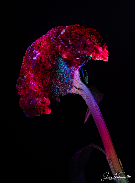 Light-painting bloemen. Lekker creatief bezig zijn met gekleurde lampen 