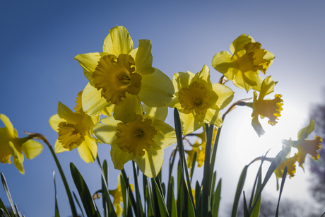 Bloemen met tegenlicht