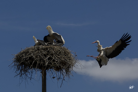 Landing ooievaar