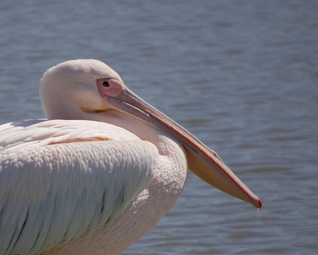 Rose pelikaan in Callantsoog.