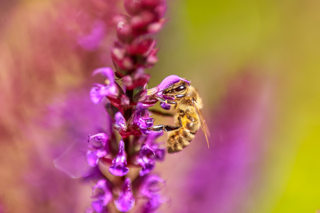 Bee-autiful Colors