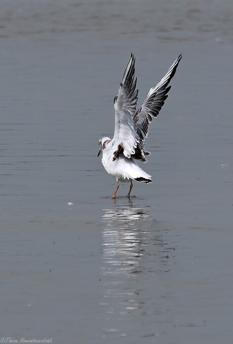 Seagull Wings