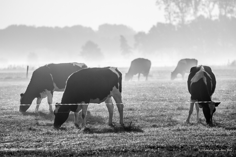 Koeien in de Mist,Driel