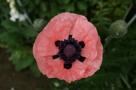 Papaver