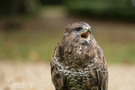 Buizerd