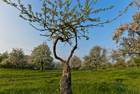 Belletboomgaard