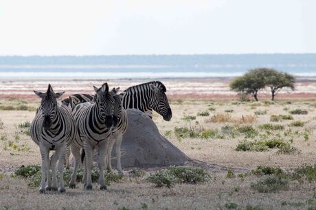 Namibië, Etosha NP, Zebra's bij een termietenheuvel