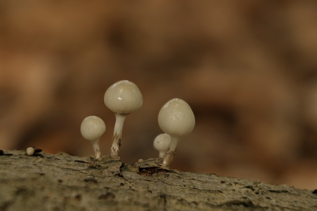 Paddestoelen in het bos