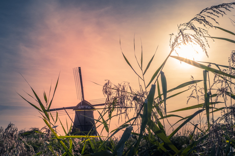 Molen in de verte