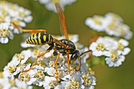 Groefkopveldwesp.