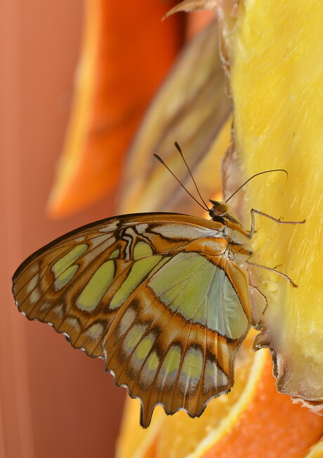 Vlinder in Amazonica Blijdorp