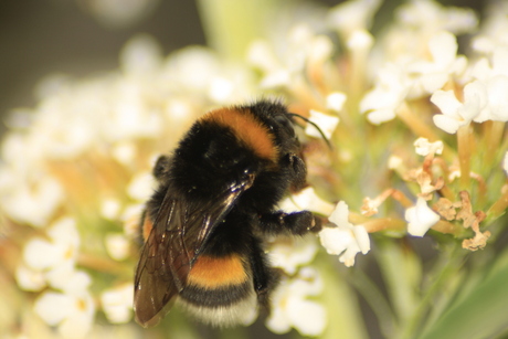 Koningin wilgenhommel