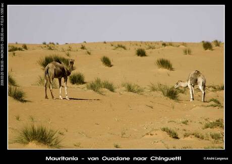 Mauritania - Dromedaris