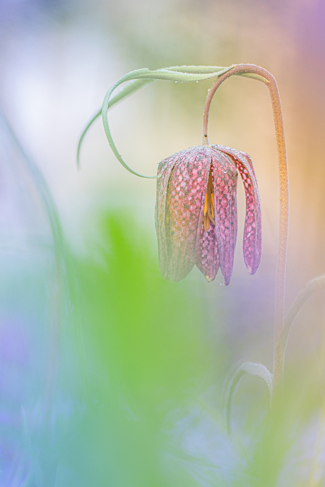 Tussen de kleuren vzan de regenboog.